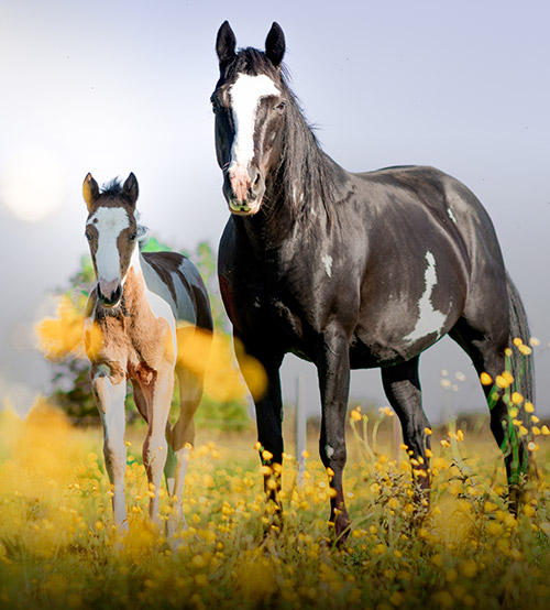 Centre equestre Baisieux