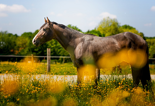 Elevage chevaux Baisieux